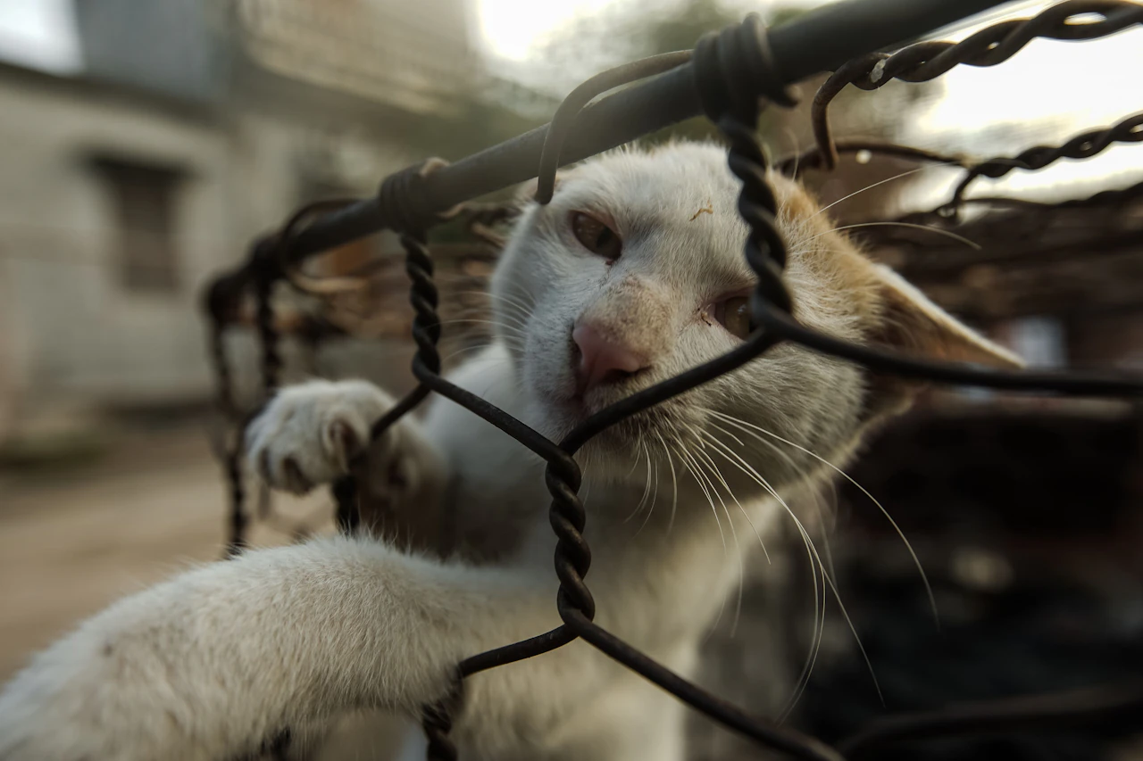 Heute.at - Katzen-Schlachthaus in Vietnam geschlossen