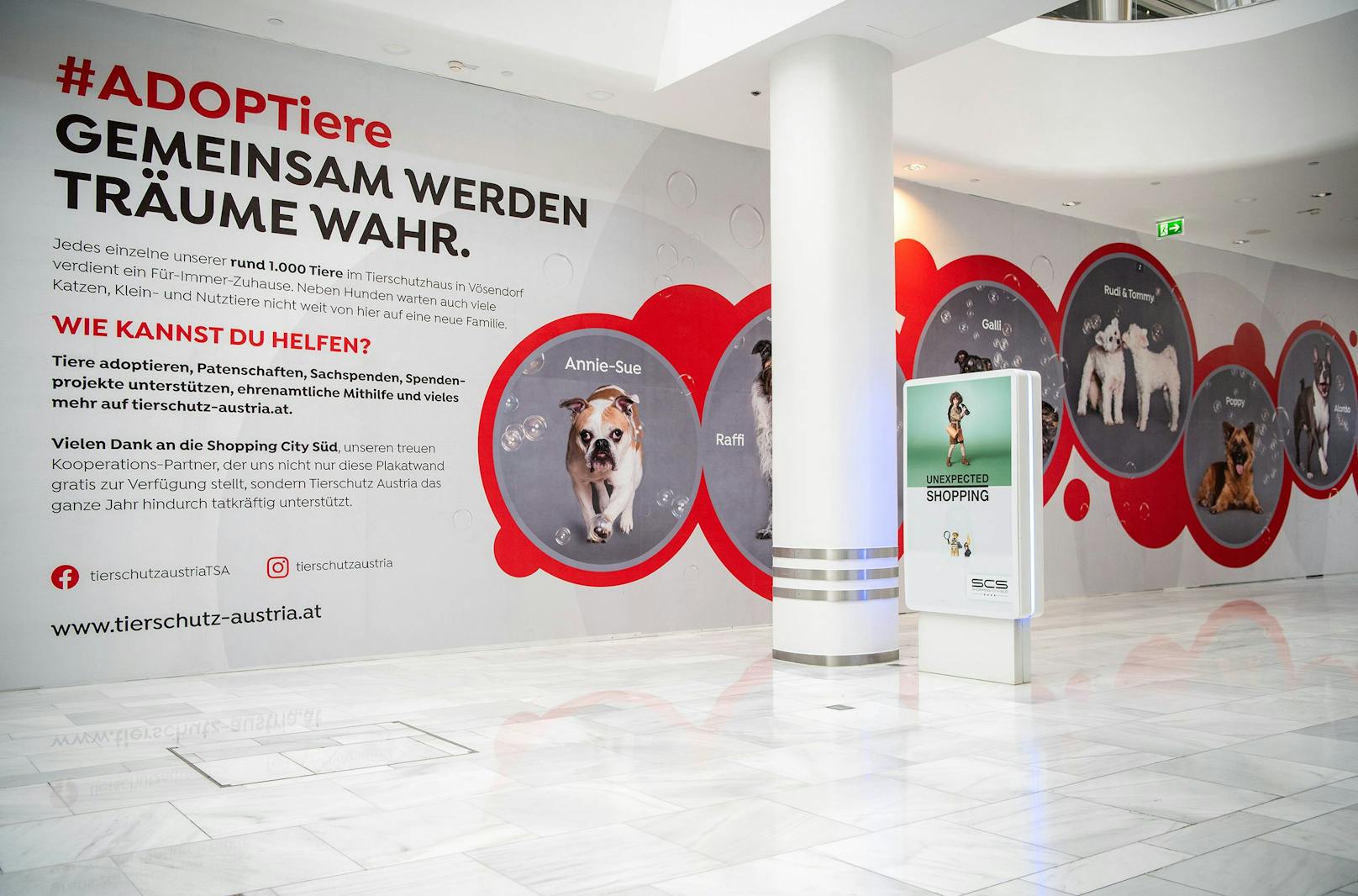 Endlich gesehen werden! Die #ADOPTiere Kampagne von Tierschutz Austria bietet Langsitzern nun eine Vermittlungschance. 