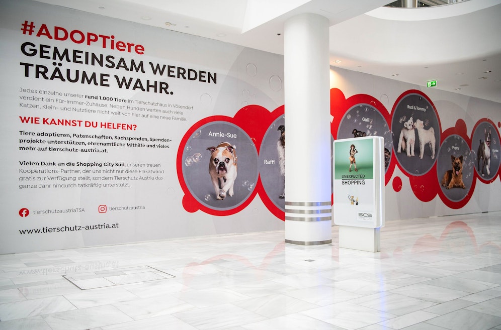 Endlich gesehen werden! Die #ADOPTiere Kampagne von Tierschutz Austria bietet Langsitzern nun eine Vermittlungschance. 