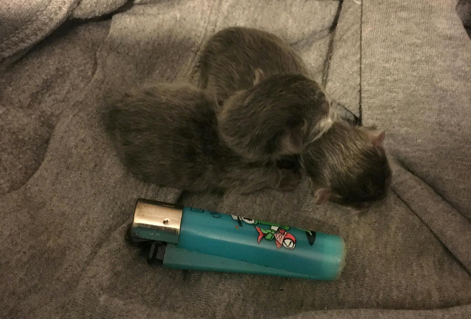 So klein wie ein Feuerzeug. Zwei Kitten der Russisch Blau Katze "Gypsy Mae". <br>