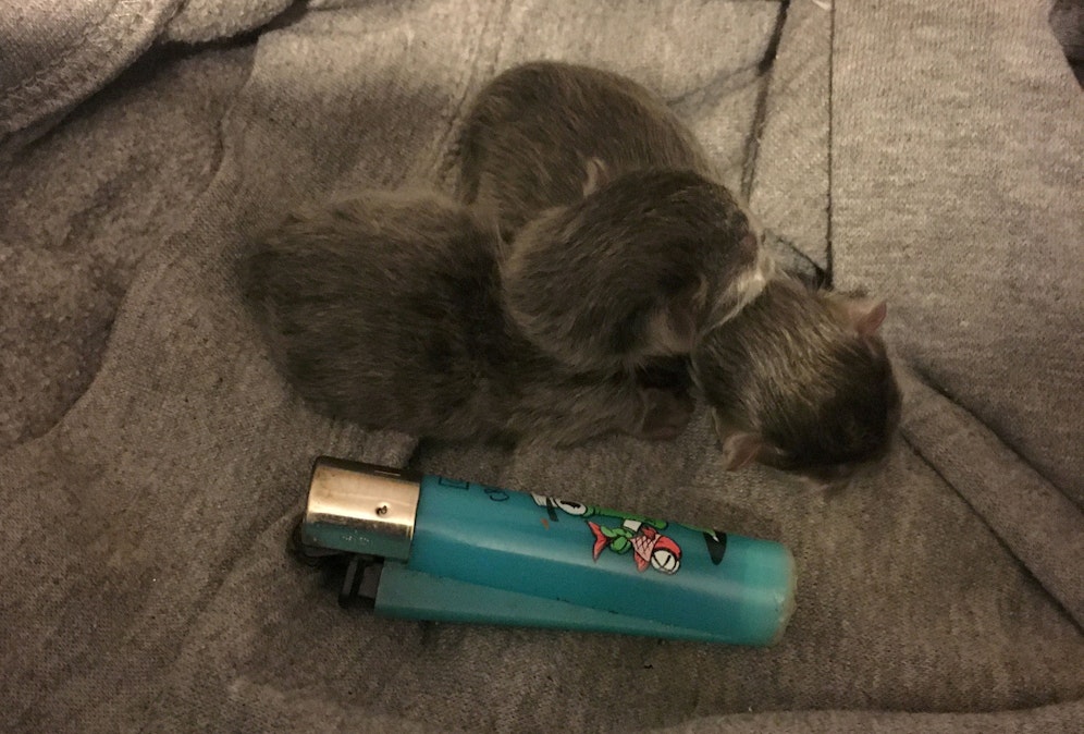 So klein wie ein Feuerzeug. Zwei Kitten der Russisch Blau Katze 