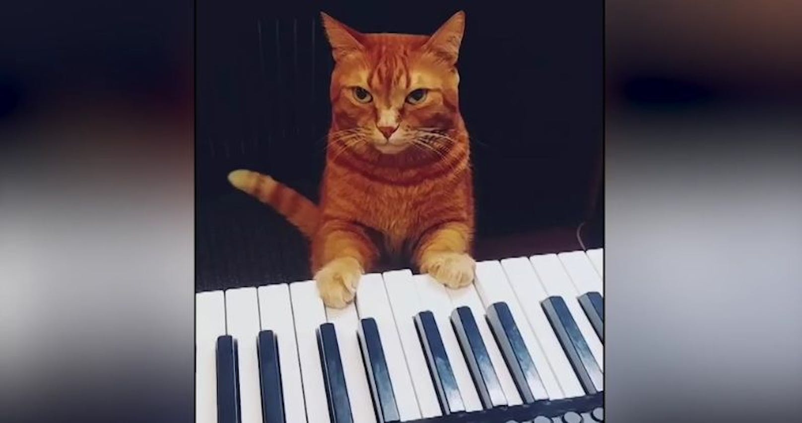Eine Katze lernte während des Lockdowns mit ihrem Besitzer fleißig Klavierspielen. 