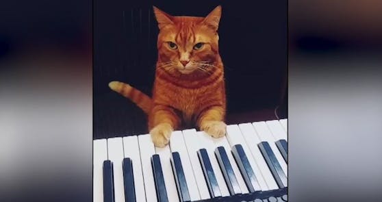 Eine Katze lernte während des Lockdowns mit ihrem Besitzer fleißig Klavierspielen.