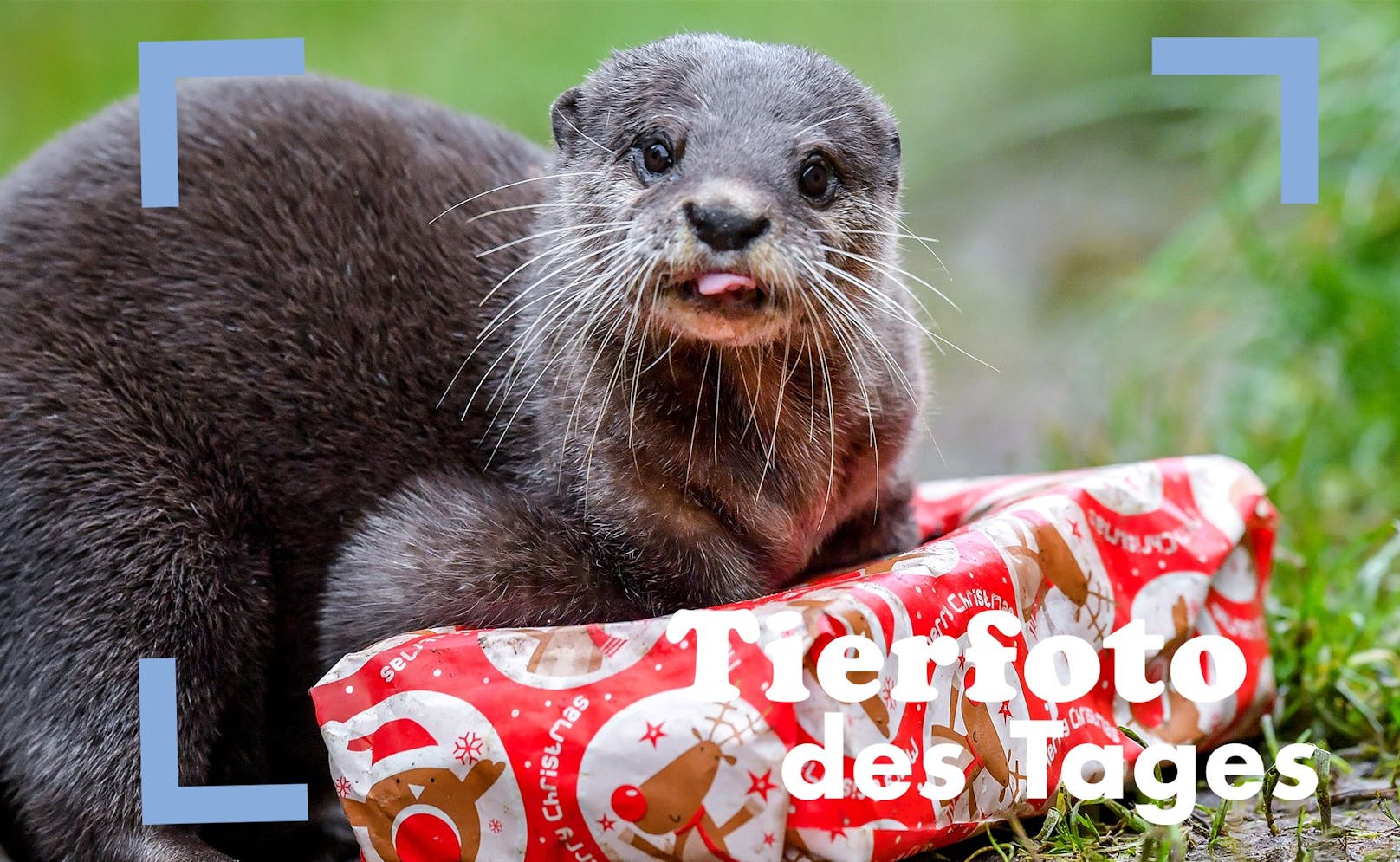 Auch für den kleinen Otter ist Weihnachten. :) Er bekam ein mit Fisch befülltes Packerl im Wildlife Park. 