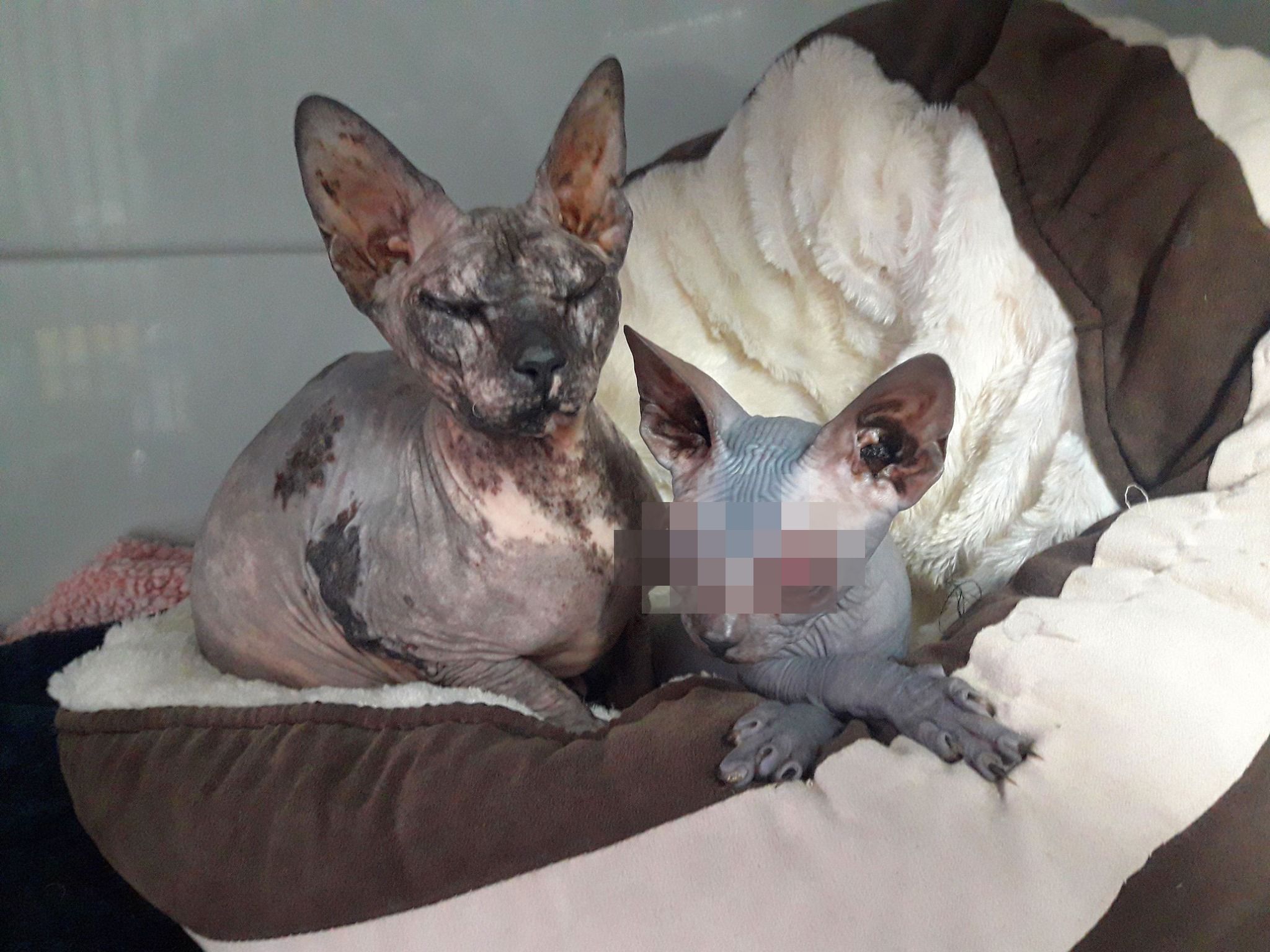 Mutter- und Tocherkatze wurden gleichzeitig im Tierheim Bergheim abgegeben