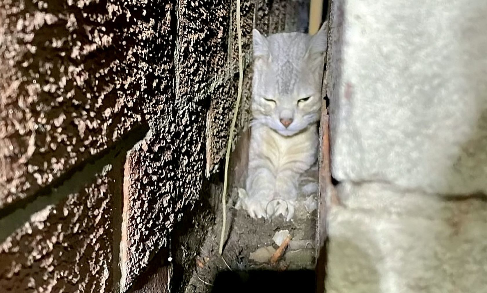 Da hat sich das Kätzchen in eine sehr beklemmende Lage manövriert. 