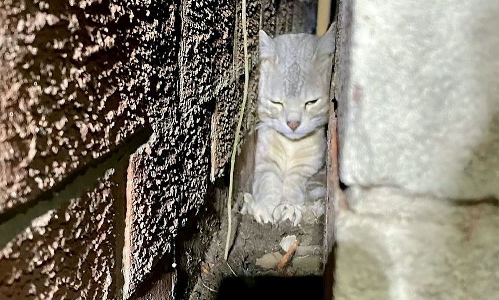 Da hat sich das Kätzchen in eine sehr beklemmende Lage manövriert. 