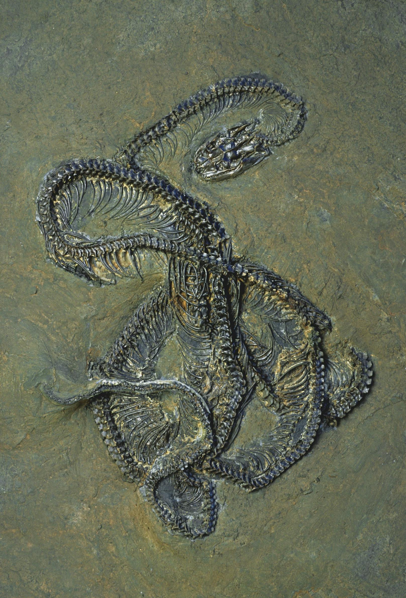 Schon früher tauchten Schlangen-Fossilien auf. 