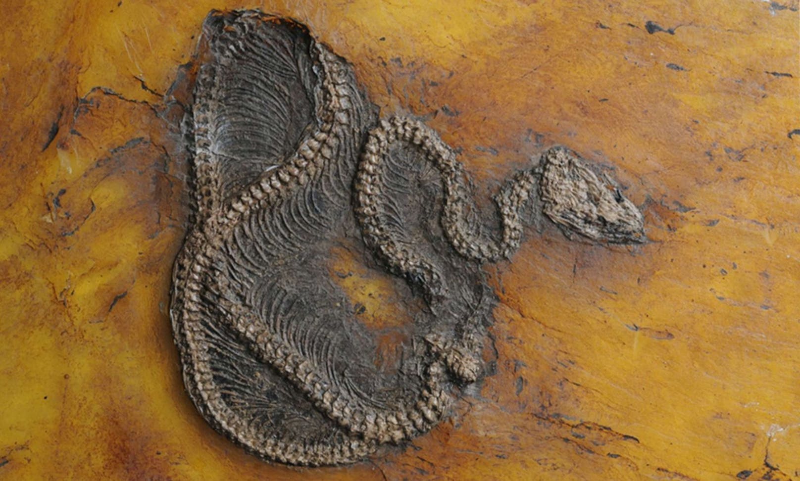 Ein 47 Millionen Jahre altes Python-Fossil wurde in der Grube Messel bei Darmstadt gefunden. 