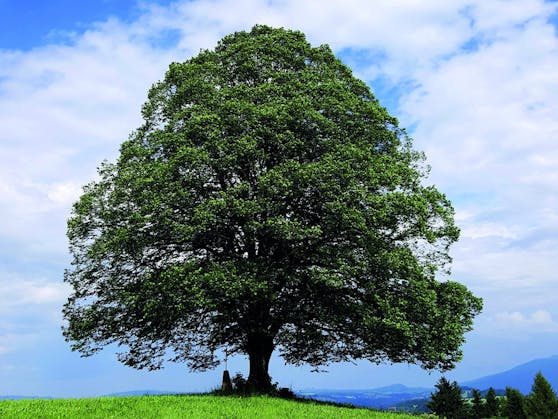 Der "Baum des Jahres" ist ein echter Bienenschützer