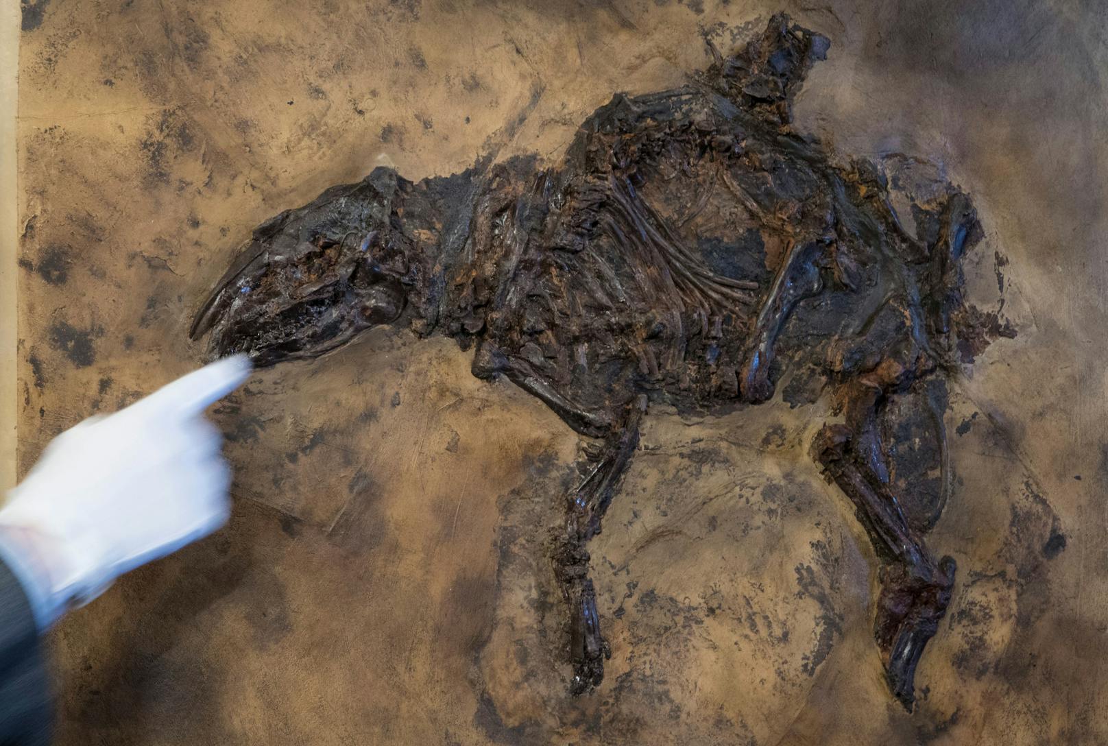 Ein Urzeit-Pferd Fossil 