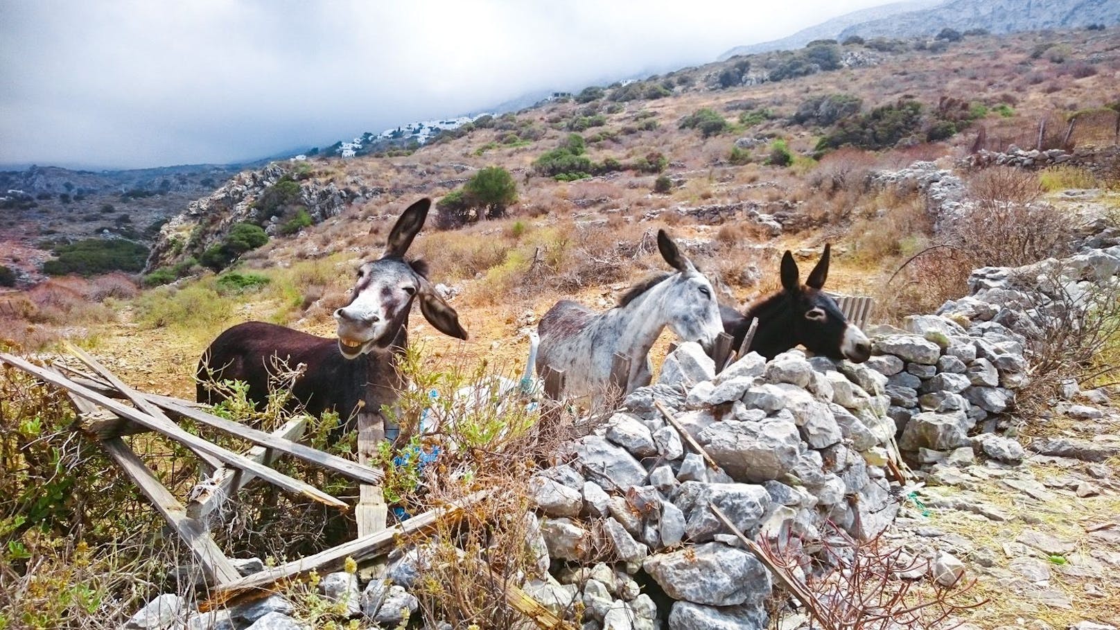 Dieses Bild entstand in Griechenland und zeigt "<strong>die drei lustigen Esel</strong>".
