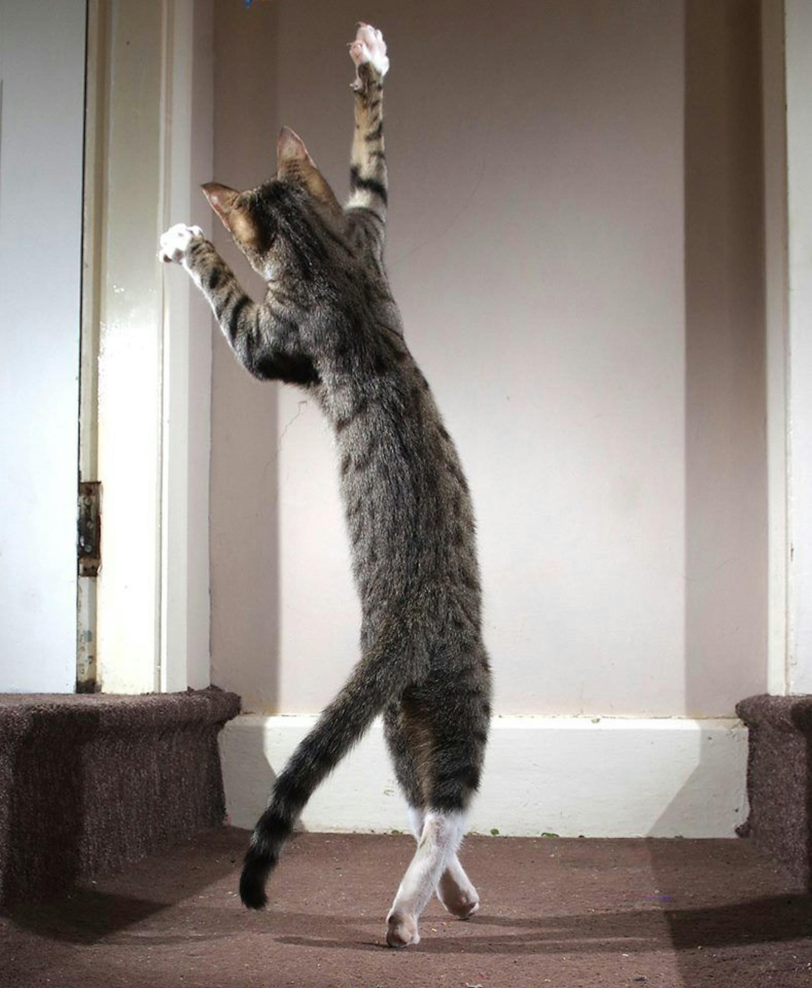 "<strong>The Dancing Cat</strong>" zeigt wieder den dramatischen Kater "Edmund" beim Spielen auf der Treppe. 