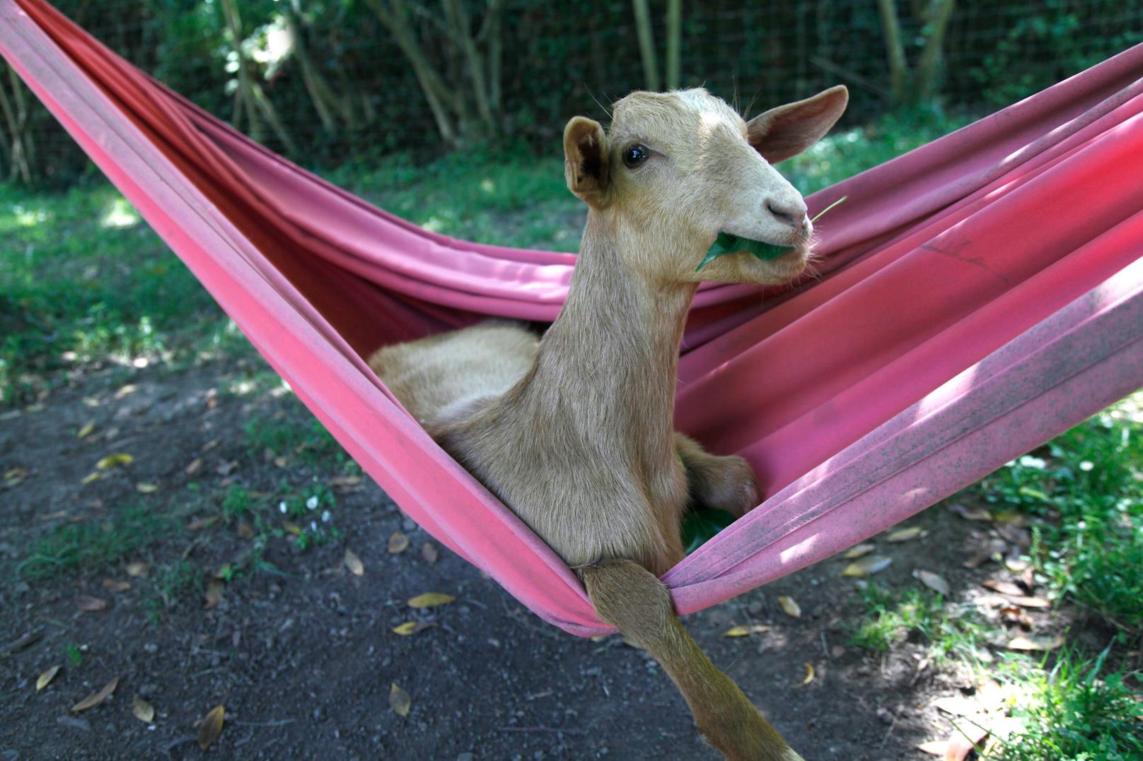 "<strong>Goat relax time</strong>" kommt aus Spanien und zeigt einen offensichtlich sehr entspannte Ziege in der Hängematte. 
