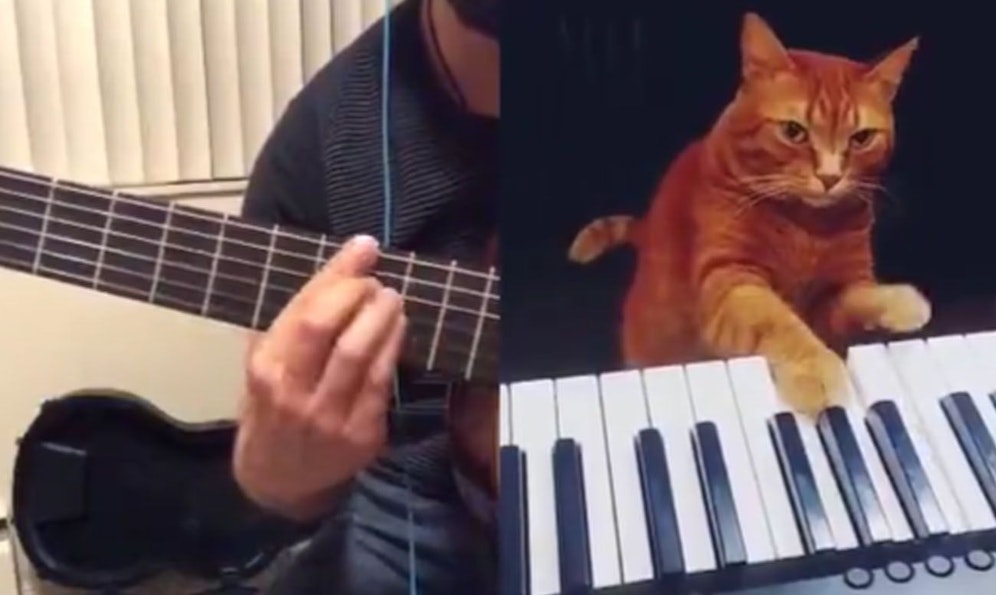 Kater Barney klopft in die Tasten, während Gitarrist Rob dazu spielt. Herrlich. 