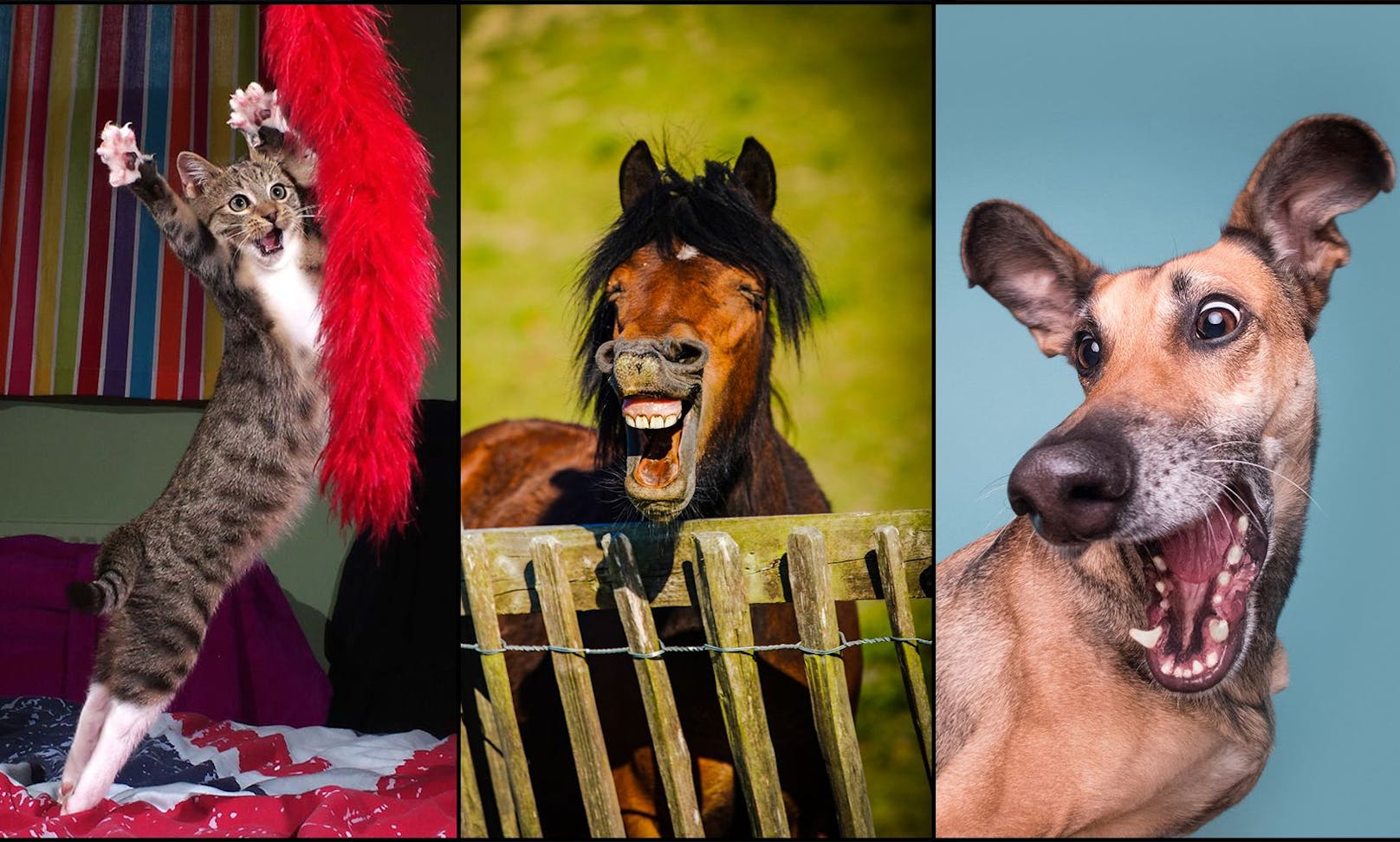 Ob Katze, Kaninchen, Pferd oder Hund. Die Gewinner der "Comedy Pet Photo Awards" stehen fest. 