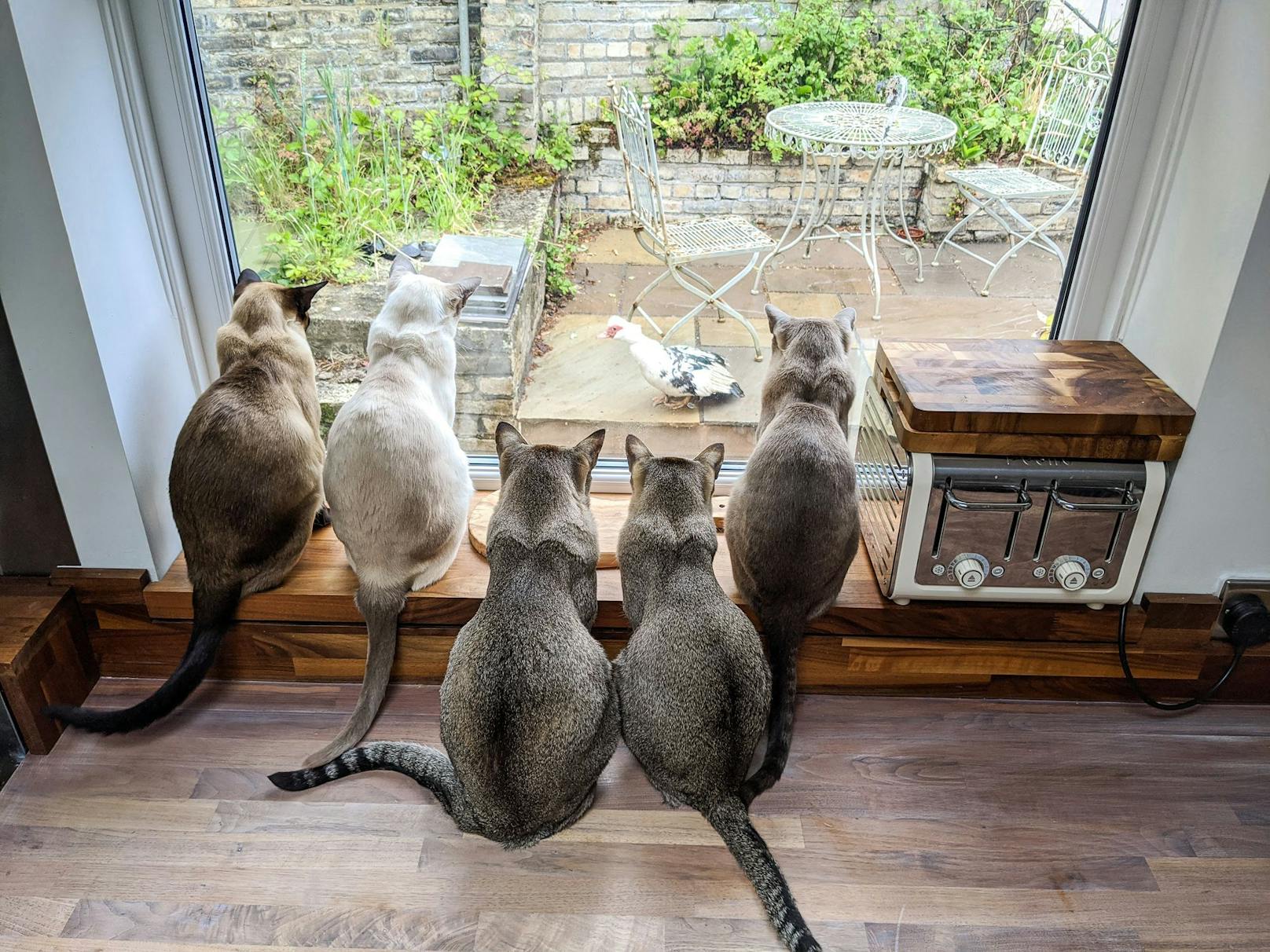 "<strong>Da läuft das Essen</strong>!" 5 Katzen der Rasse "Tonkanese" sehen ihr Essen am Küchenfenster vorbei marschieren. (England)&nbsp;