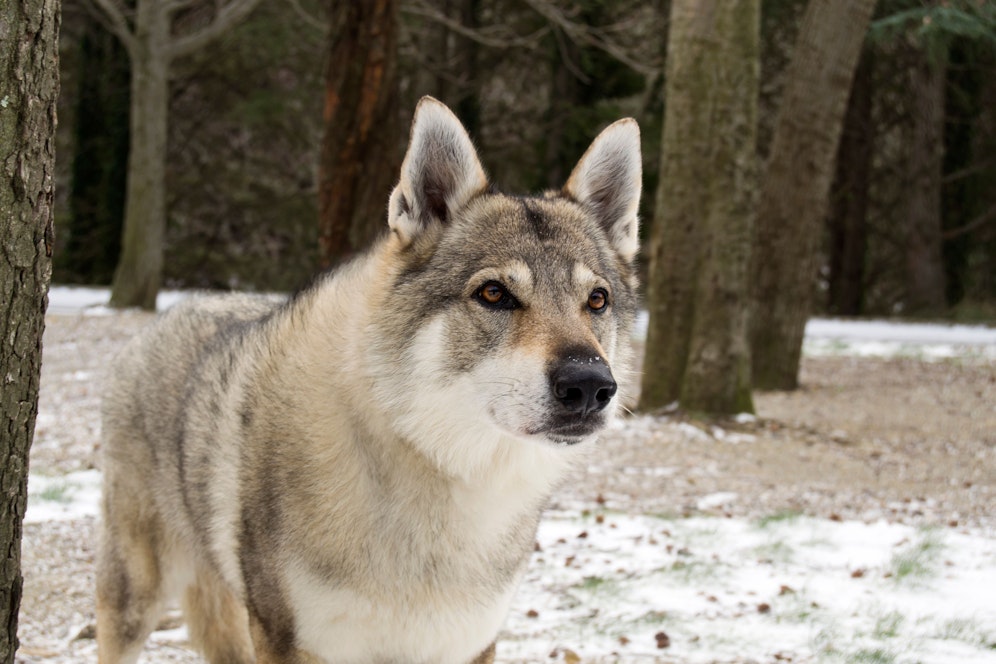 Ein Tschechoslowakischer Wolfshund. Symbolbild
