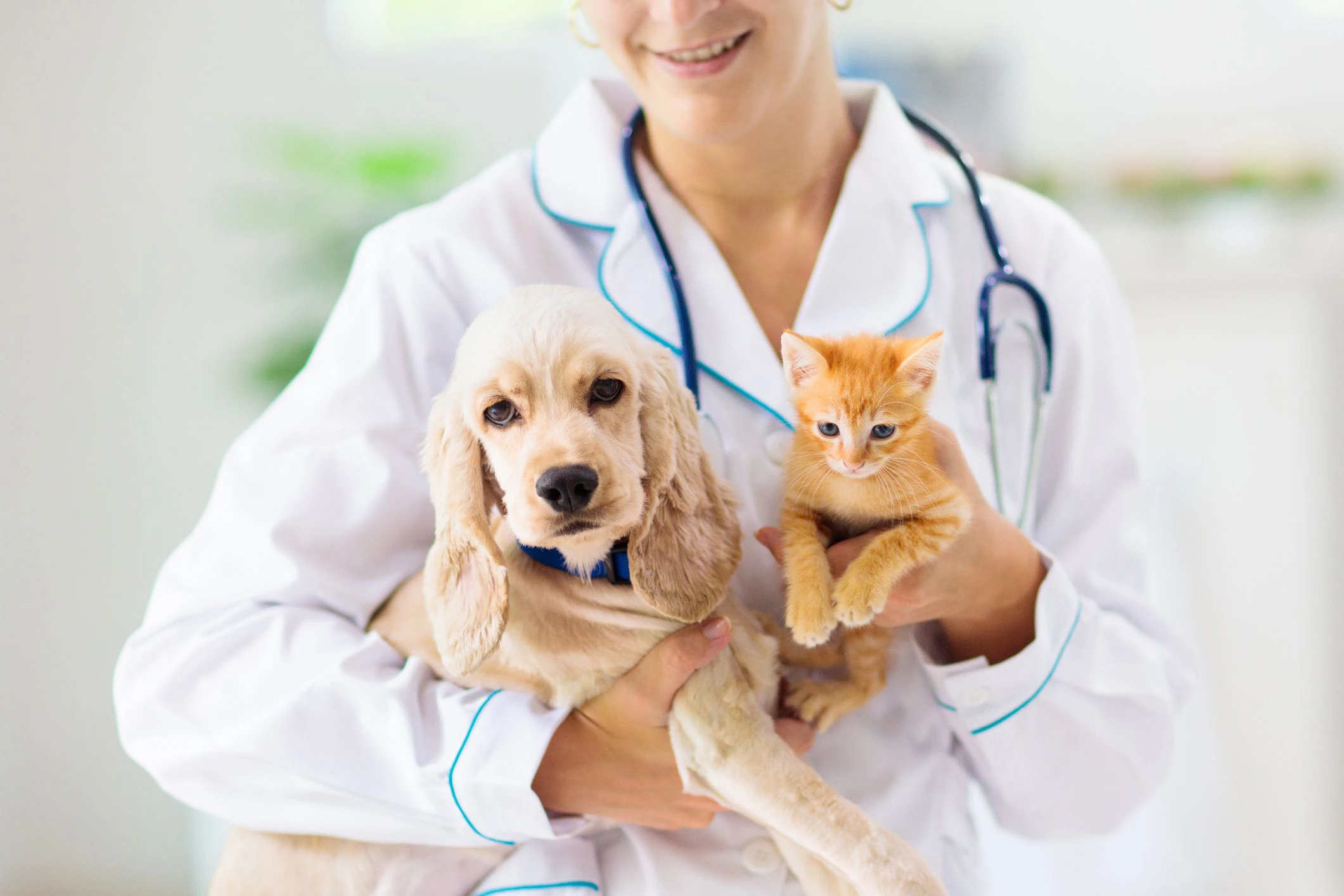 Eine Katze aus Frankfurt und ein Hund aus München sind mit dem Virus infiziert. 