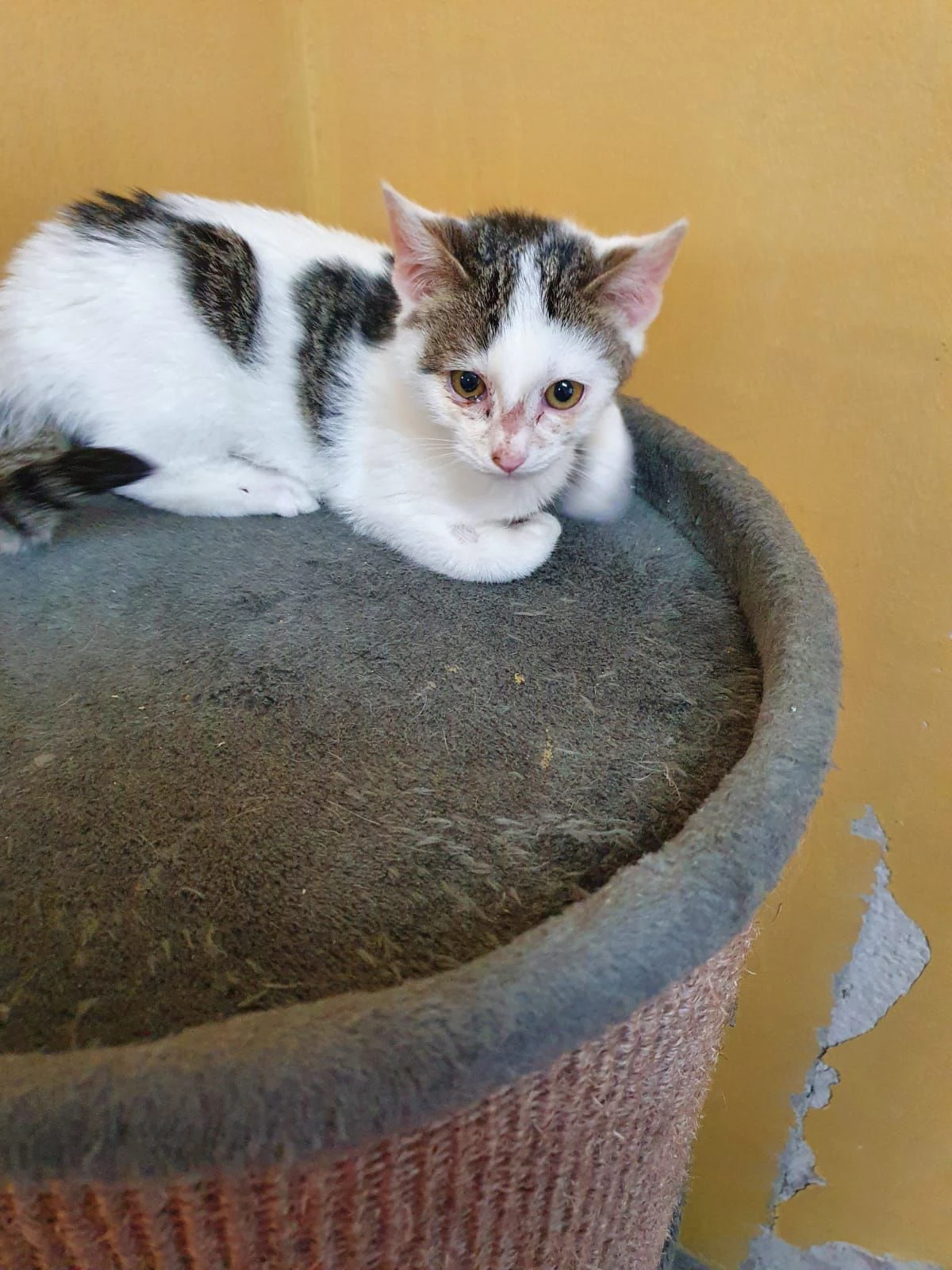 Katze fuhr über 100 Kilometer im Motorraum mit