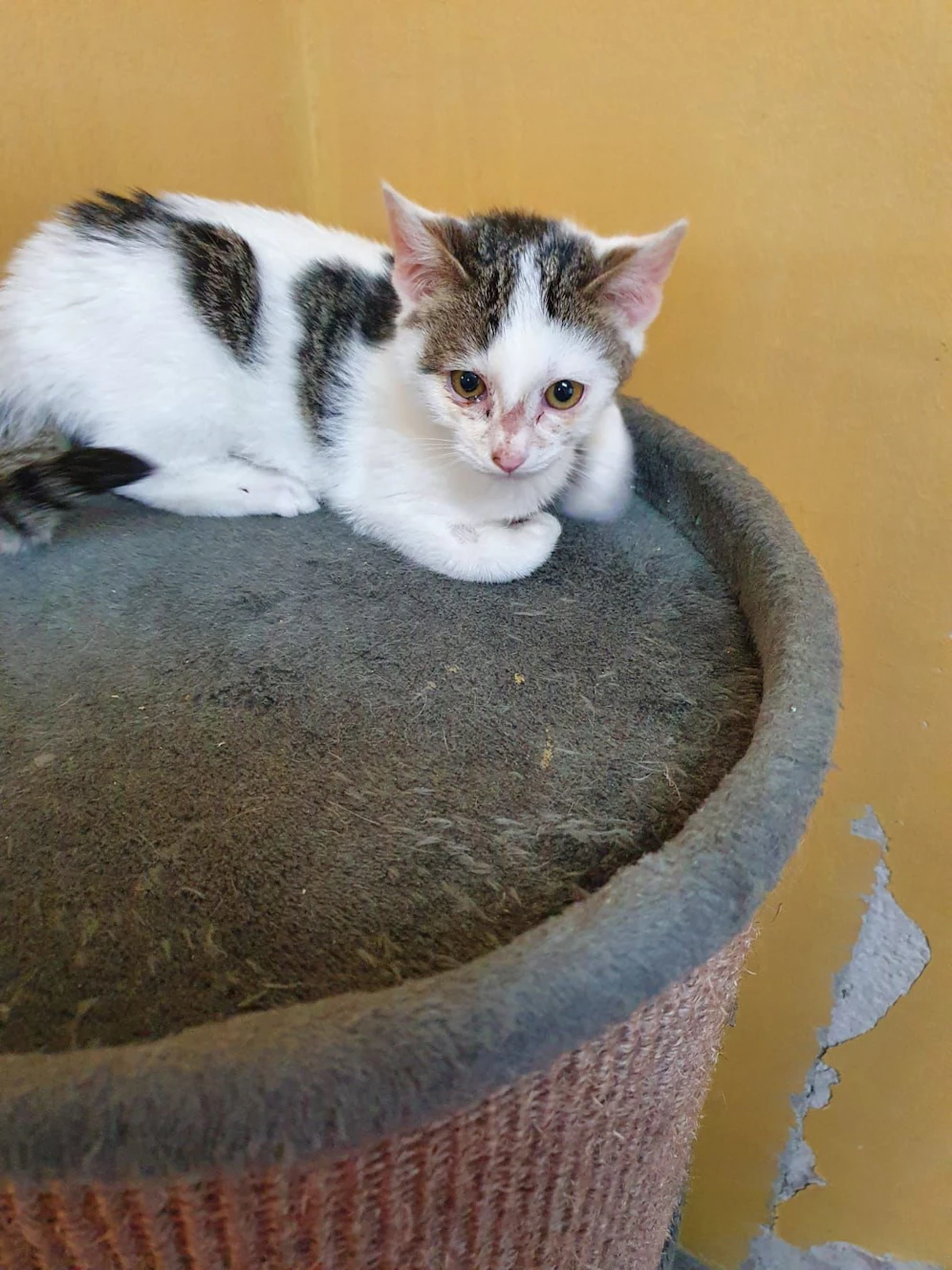 Katze fuhr über 100 Kilometer im Motorraum mit