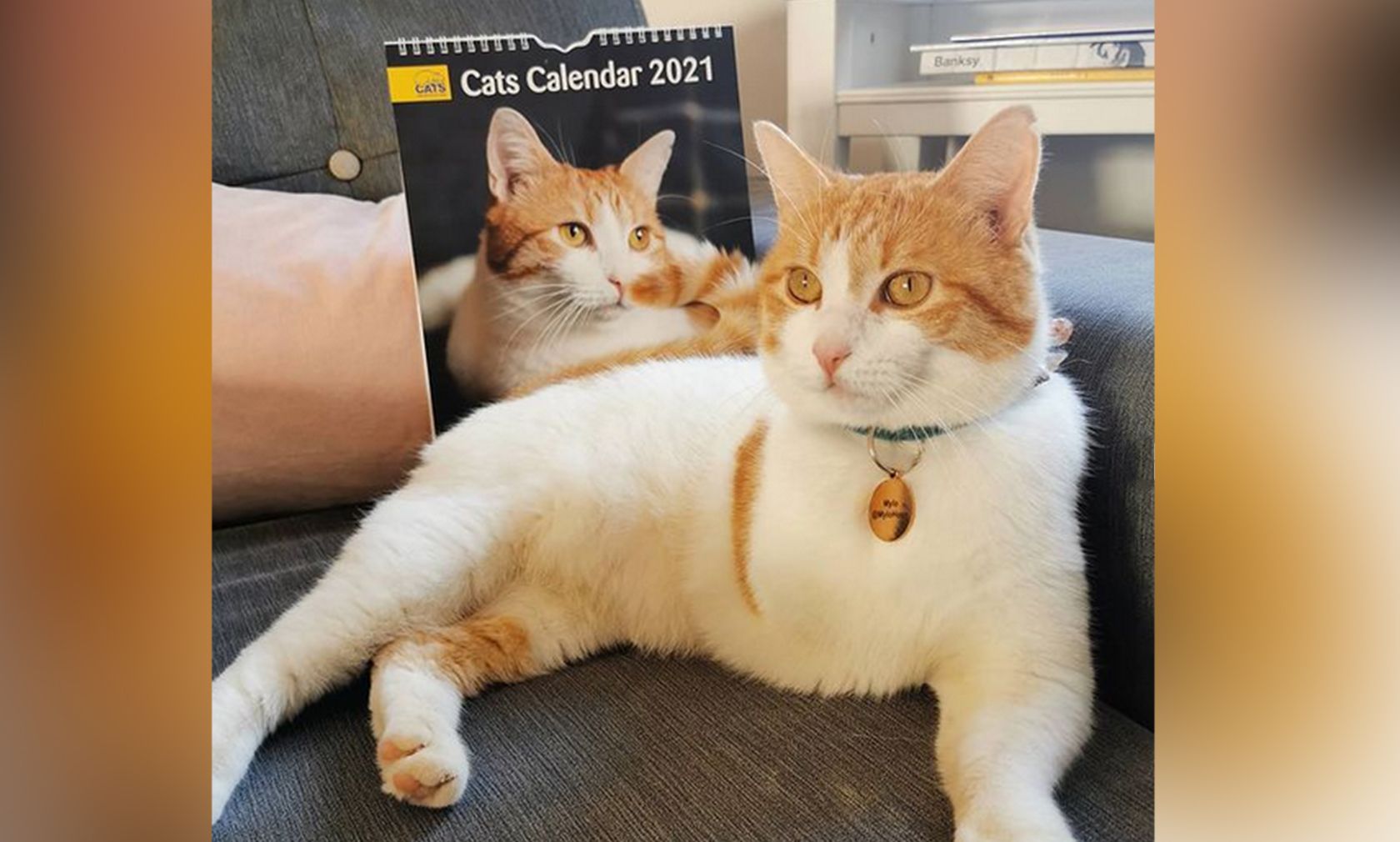 Der vierjährige "Mylo" aus England ziert das Titelblatt des "Cat Protection Calenders" 2021"