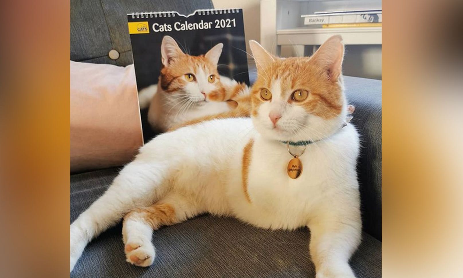 Der vierjährige "Mylo" aus England ziert das Titelblatt des "Cat Protection Calenders" 2021"