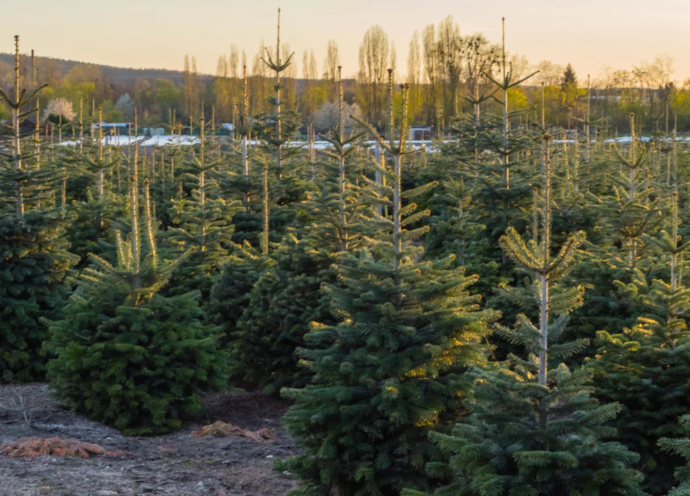 Die Arbeiterkammer OÖ nahm 72 Christbaum-Verkaufsstände genau unter die Lupe.