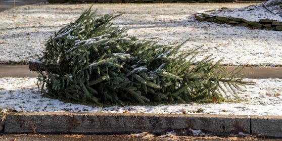 DAS passiert nach Weihnachten mit Wiener Christbäumen - Wien | heute.at