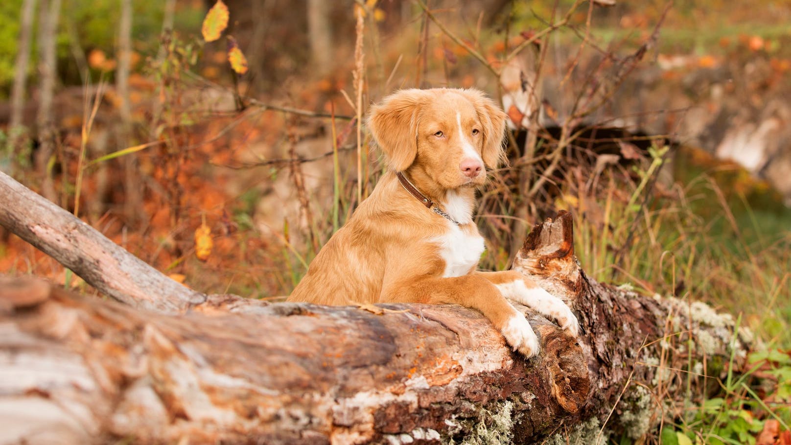 Nova Scotia Duck Tolling Retriever