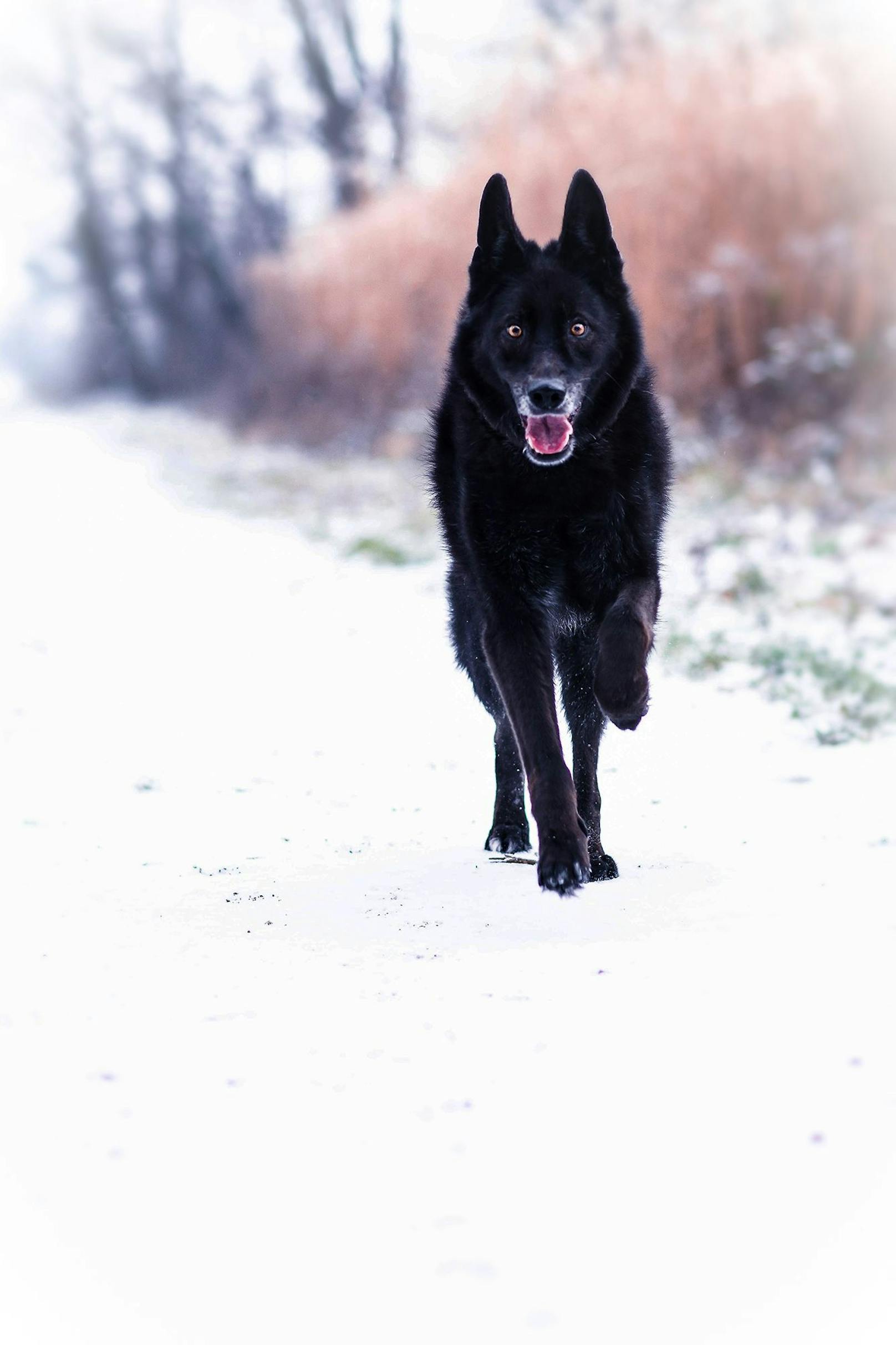 Senior "Max" sieht in der Schneelandschaft fast aus wie ein Wolf. 