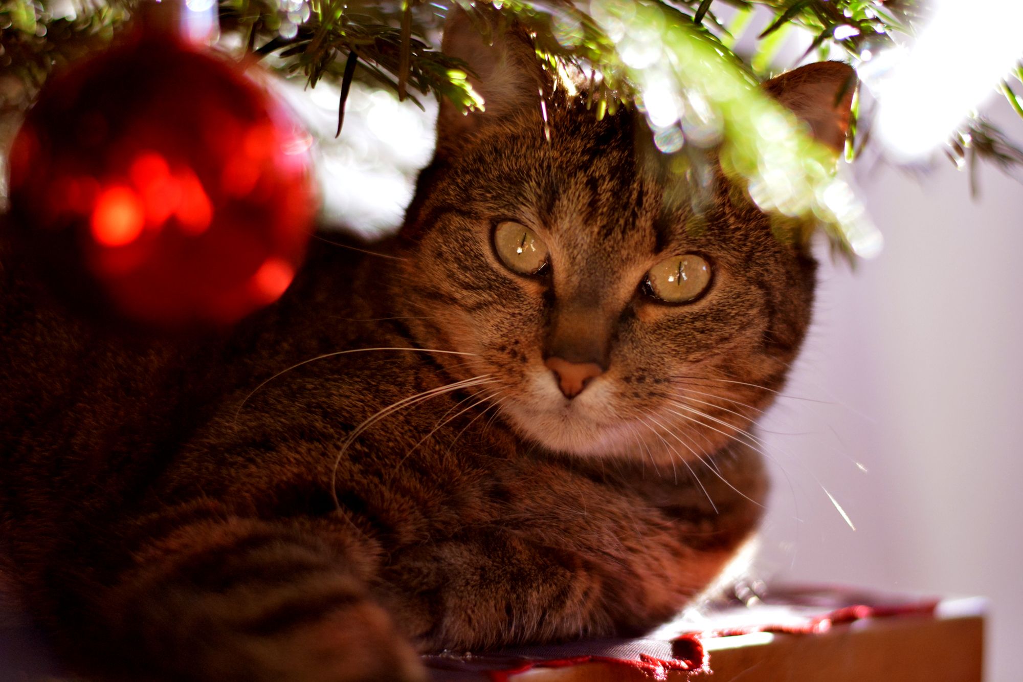 Zu Weihnachten lauern auf unsere Samtpfoten ein paar Gefahren. 