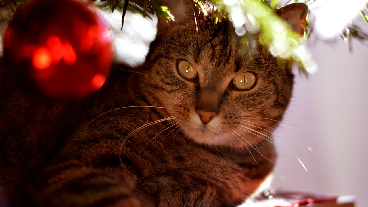 Heute.at - Christbaum für die Katz'? So bleibt die Tanne stehen