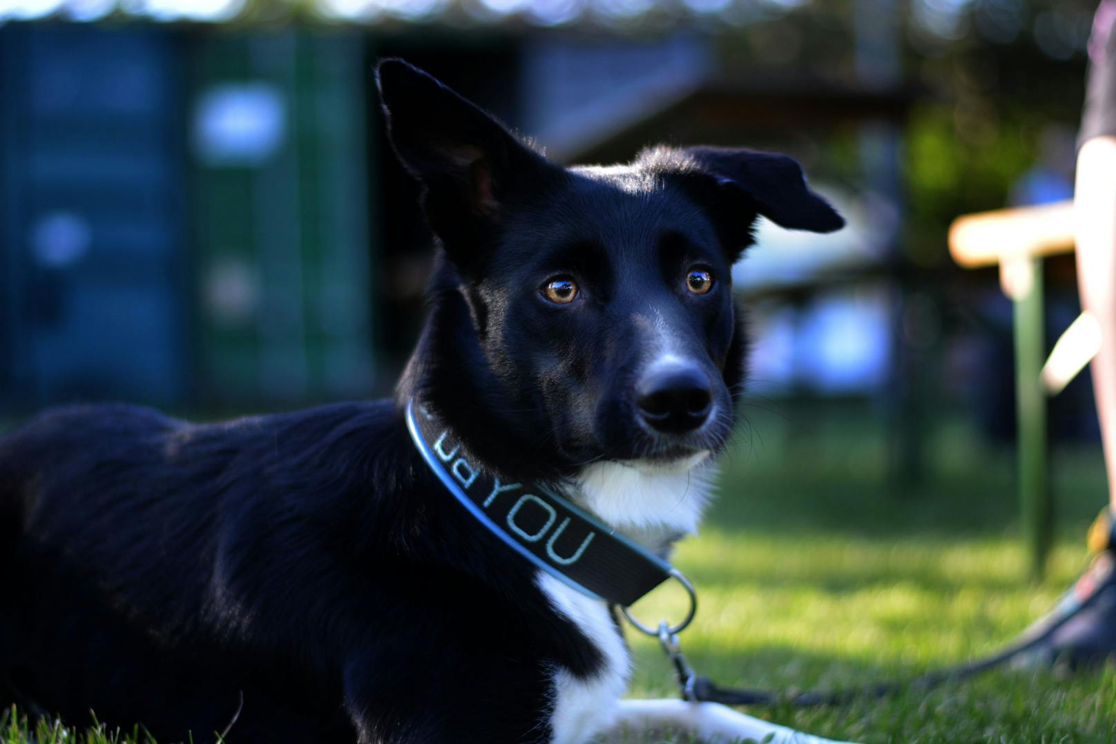 1. <strong>Border Collie</strong> - nicht umsonst ist der klügste Hund der Welt ein Border Collie names "Chaser", der 1.022 Spielzeuge unterscheiden konnte. <br>