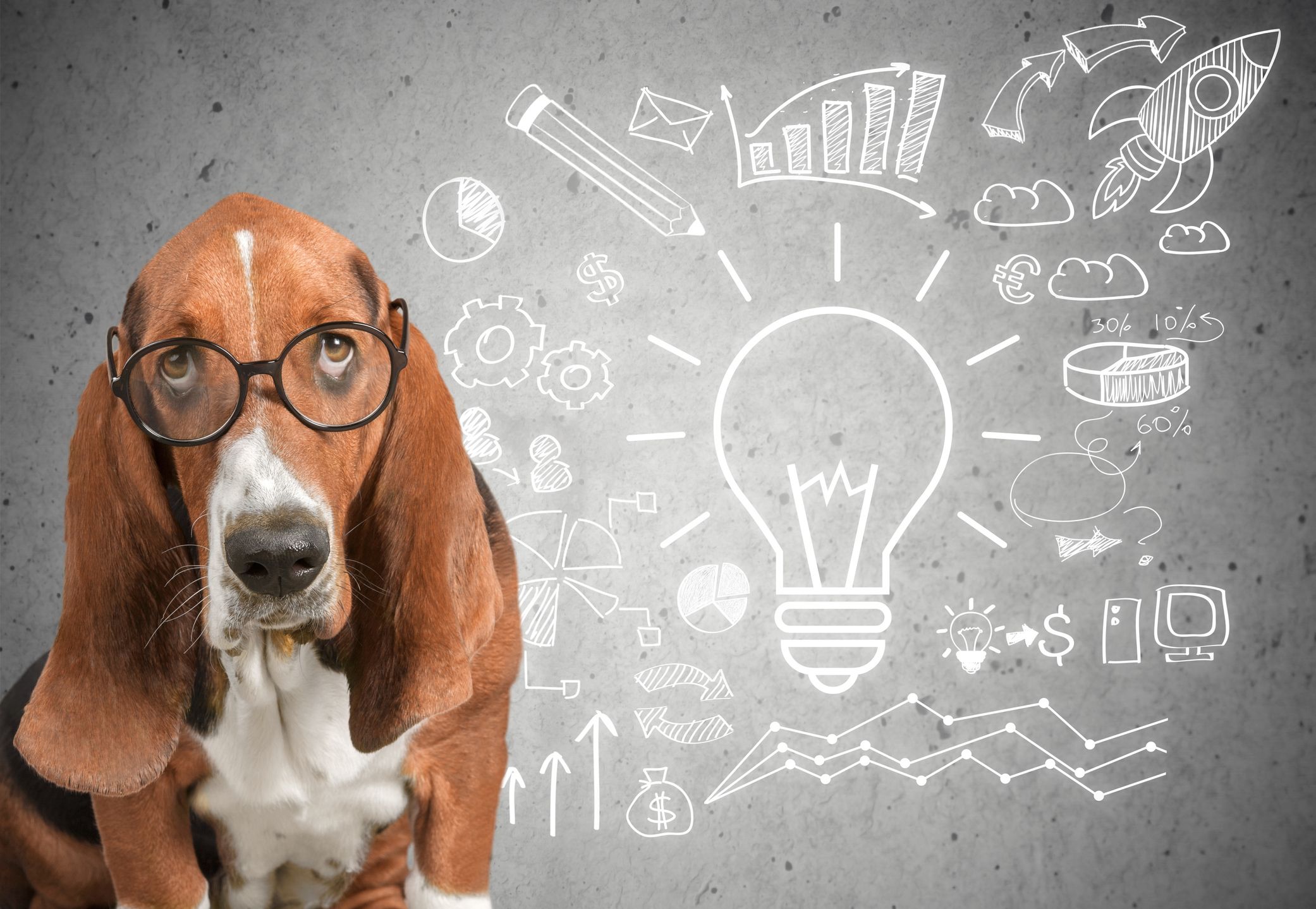 Einstein oder Dumpfbacke? So findest du mehr über den IQ deines Hundes heraus. 