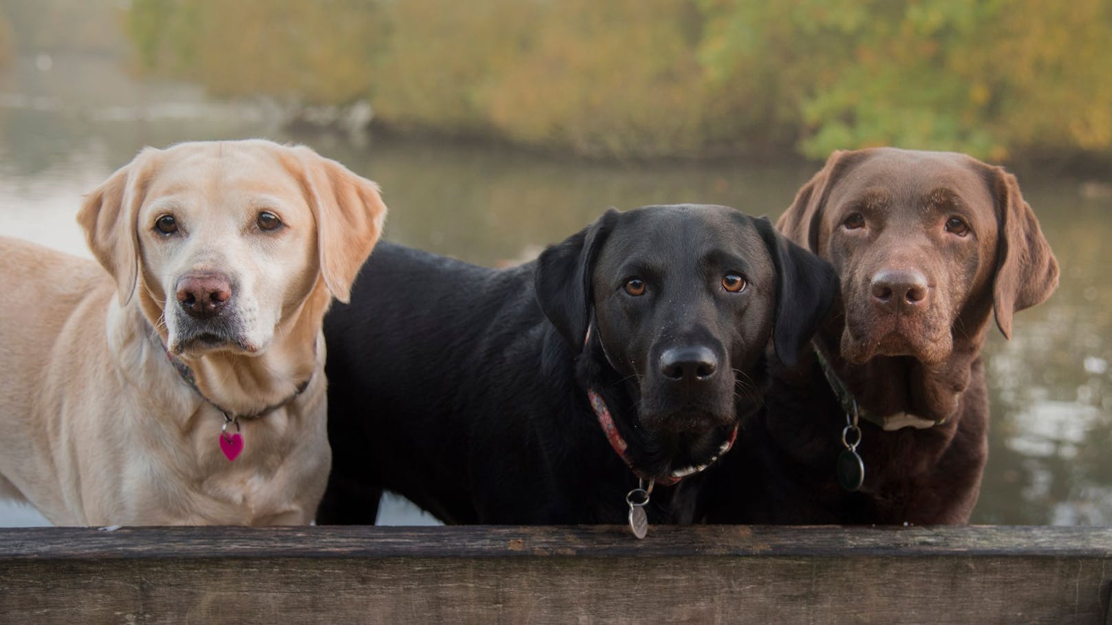 Labrador