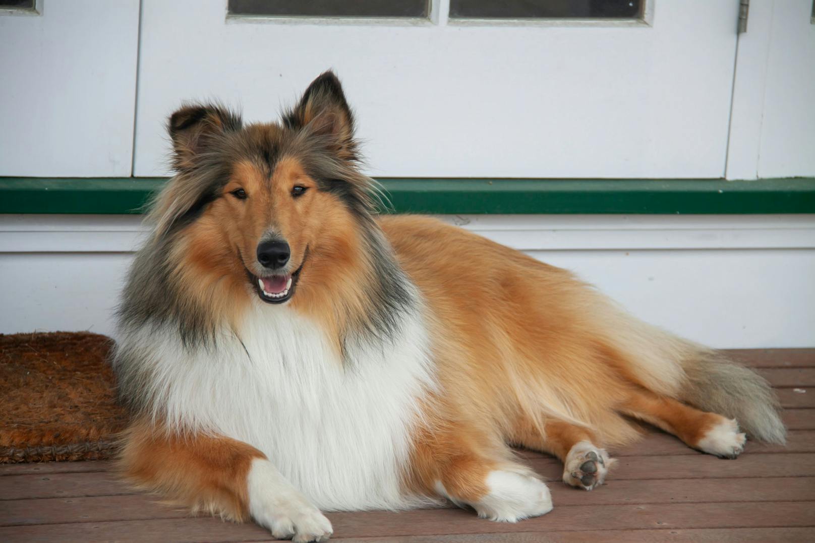 8. <strong>Collie</strong> - wie könnte "Lassie" nicht unter den TOP 10 der klügsten Hunde landen? <br>