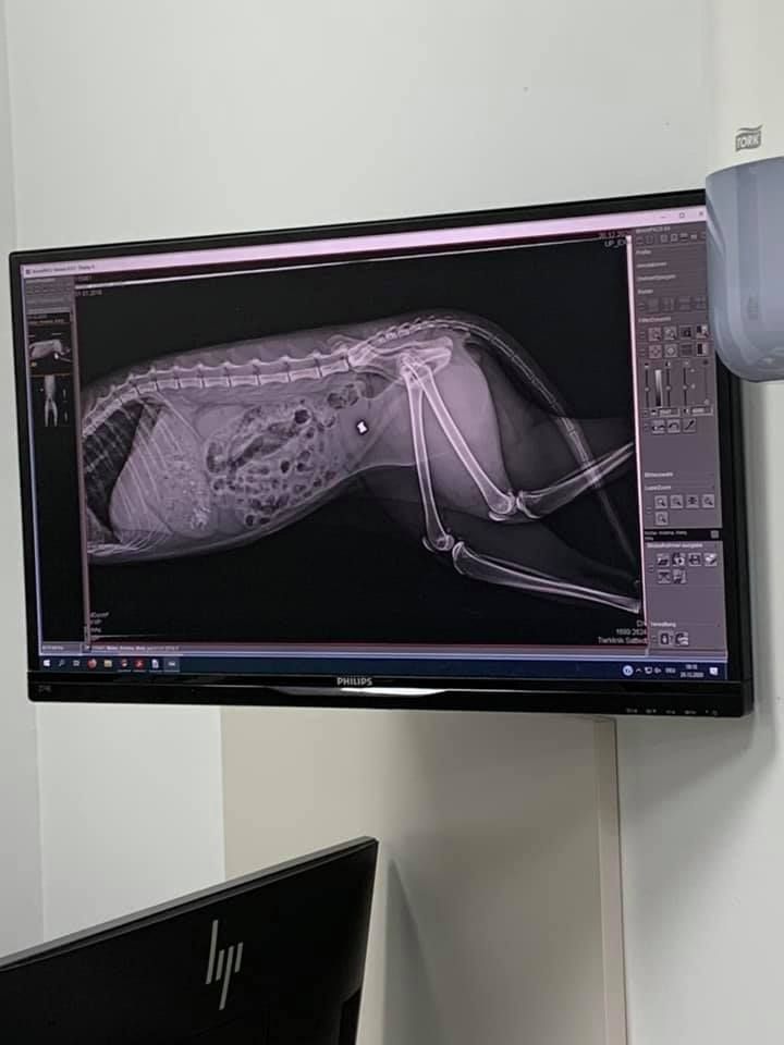 Symbolbild einer Katzenverletzung