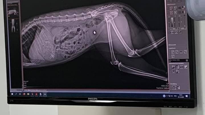 Heute.at - Mehrere Katzen im Bezirk Amstetten angeschossen