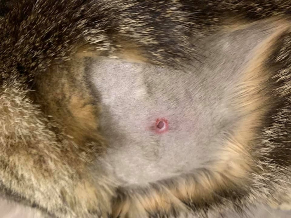 Der unbekannte Tierhasser soll mehrere Katzen in Ladendorf auf dem Gewissen haben. (Symbolbild)