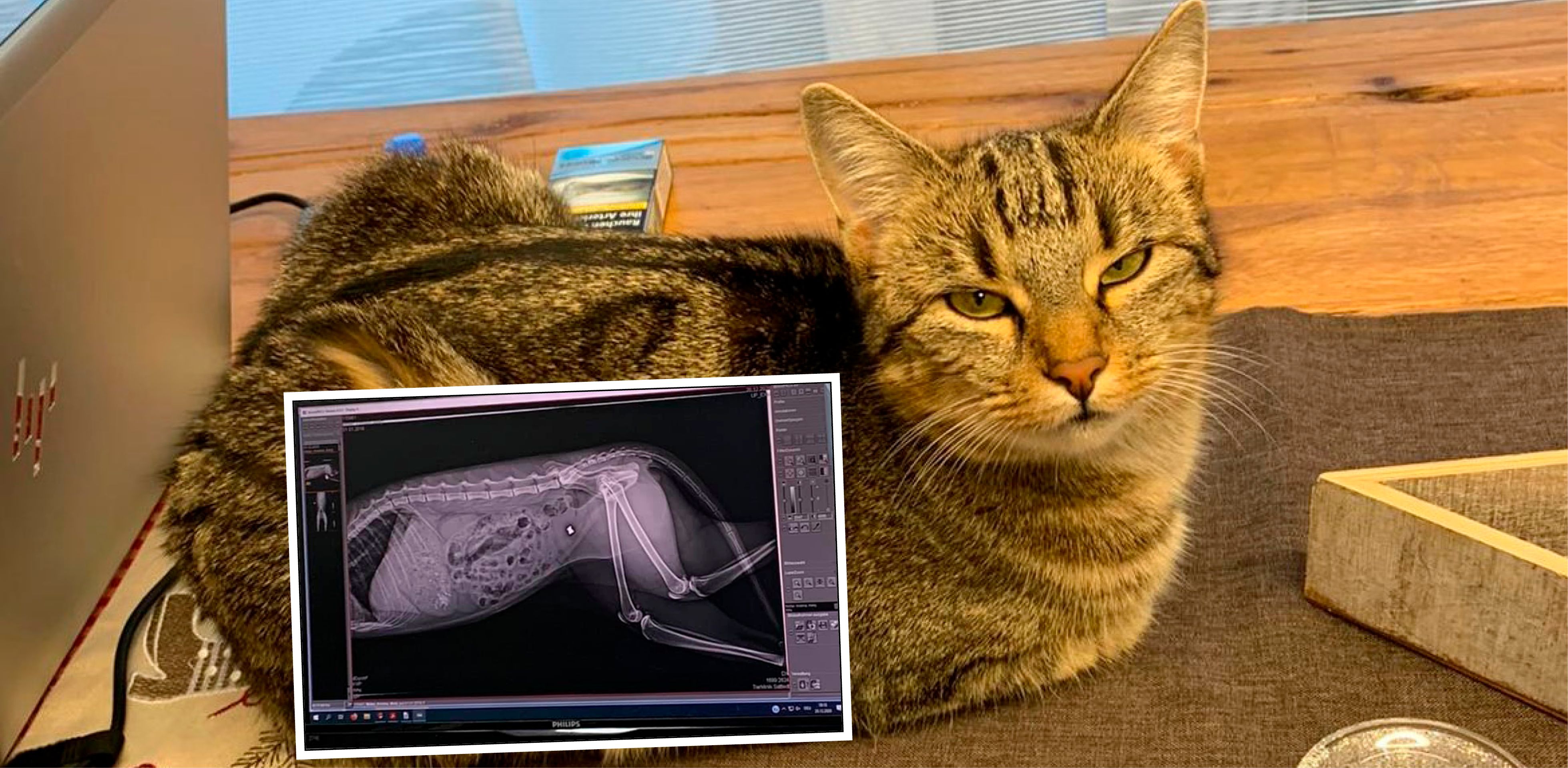 Mit einem Luftdruckgewehr hat ein Unbekannter auf Katze Molly geschossen.