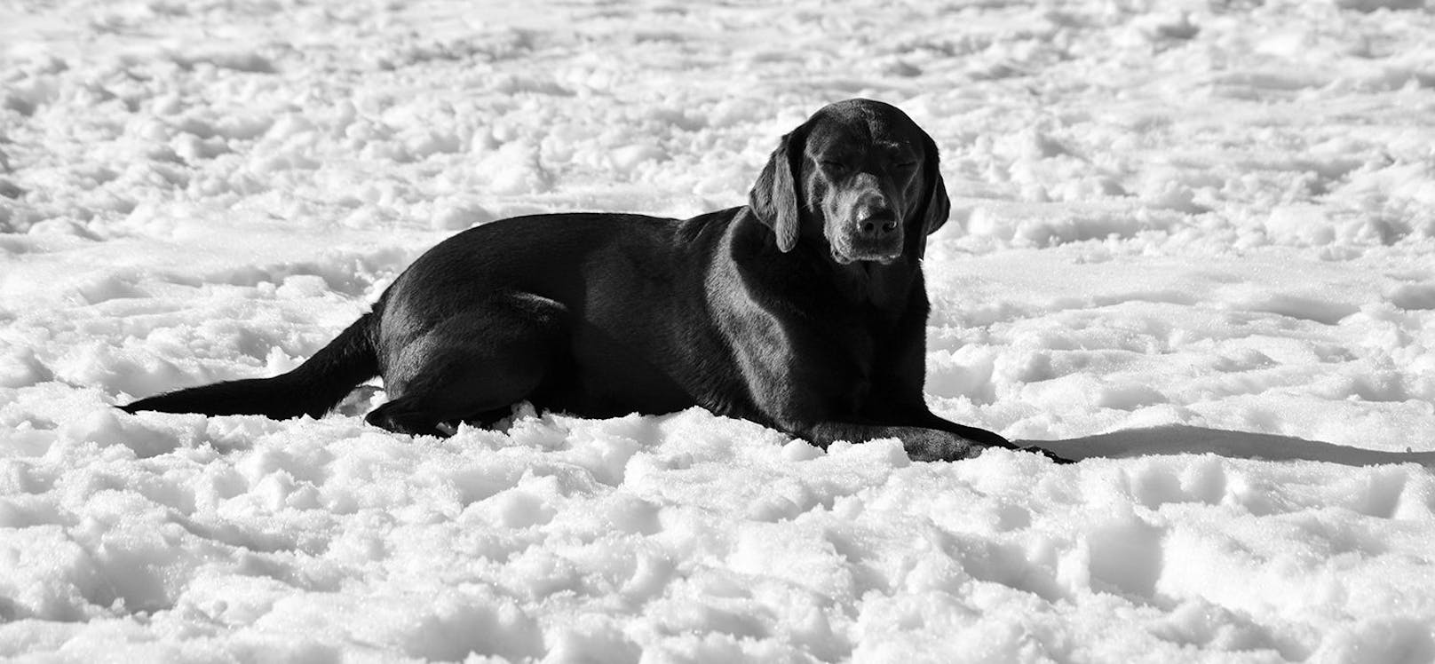 Labrador "Layla" genießt die Sonnenstrahlen im Schnee-Bett. 