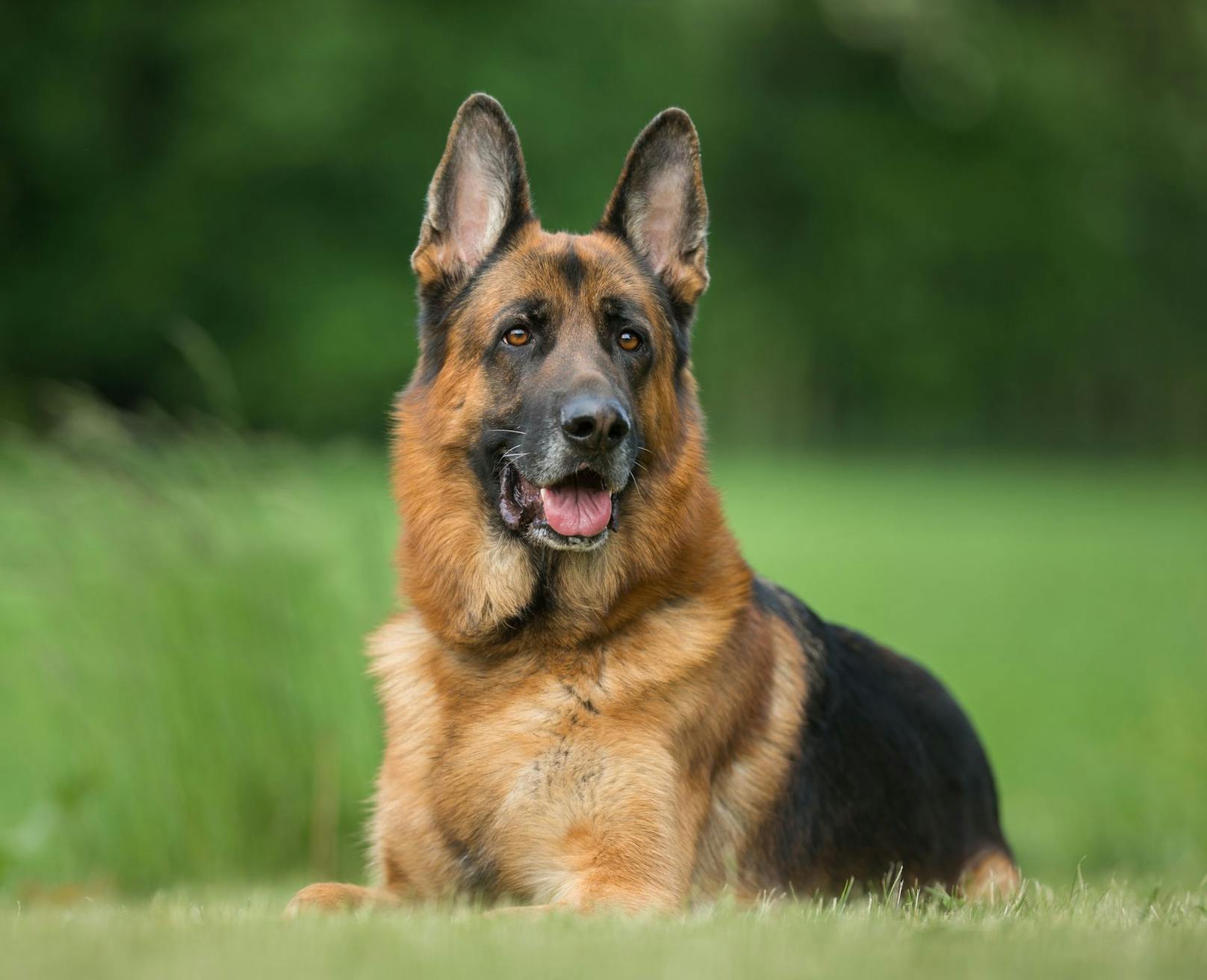 4. <strong>Deutscher Schäferhund</strong> - tja, man wusste schon vor "Komissar Rex" dass unsere Schäferhunde loyale und wiffe Arbeitshunde sind. <br>