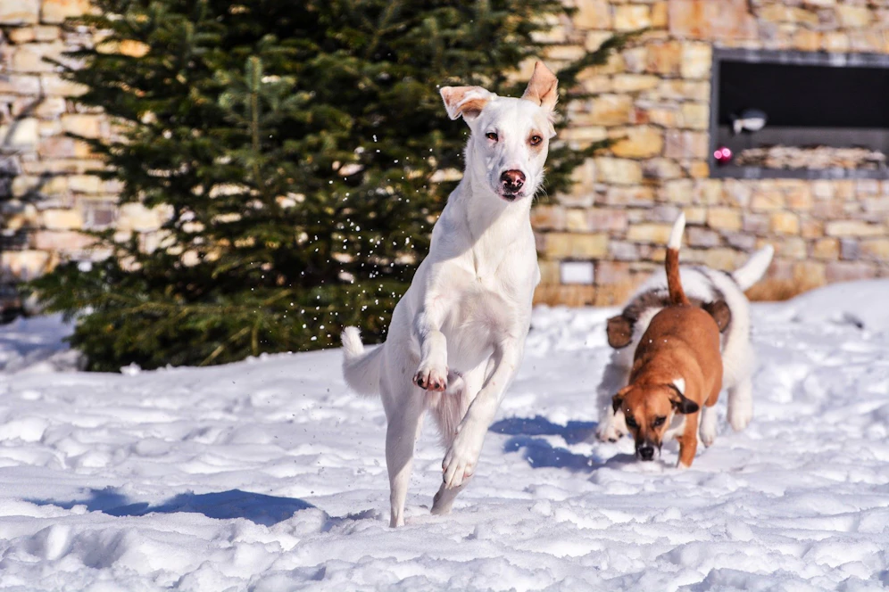 Unsereins ist ja manchmal gar nicht so erfreut über das weiße Zeug - die Hunde meistens schon! 