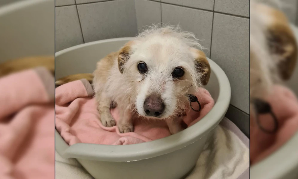 Der kleine Max ist bereits 19 Jahre alt und muss vielleicht seine letzten Tage auf Erden im Tierheim verbringen.
