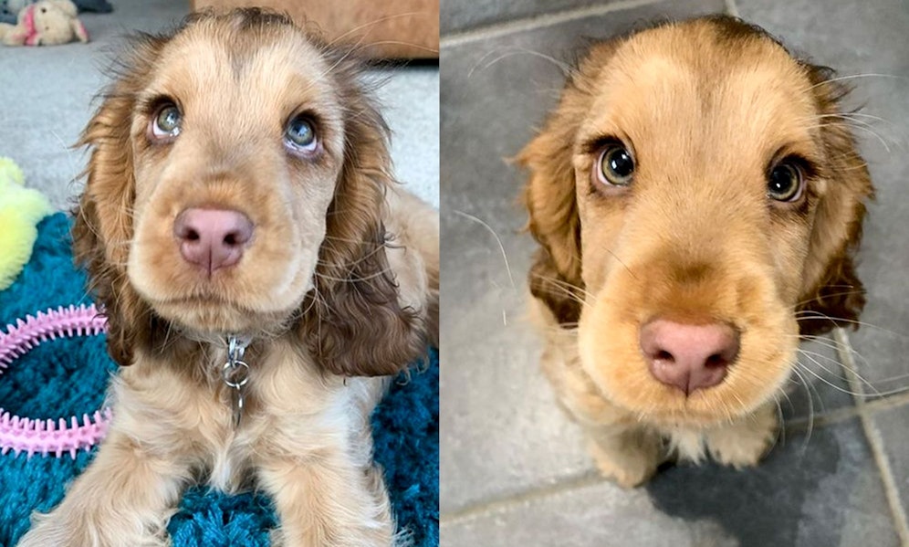 Cocker Spaniel Mädchen 