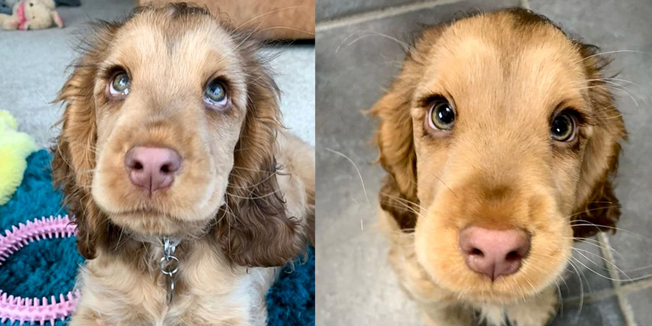 Die 10 Süßesten Hundewelpen Der Welt