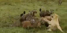 Löwin von Hyänen "überrollt" -  dann die Überraschung