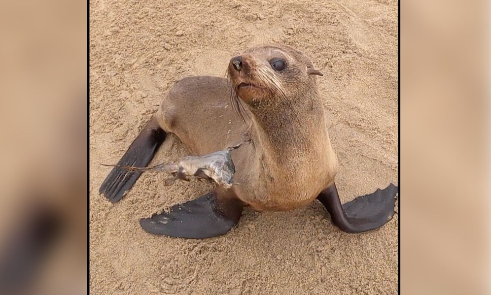 Der Stachel eines Hais hat sich tief in den Hals des Robbenbabys gebohrt. 