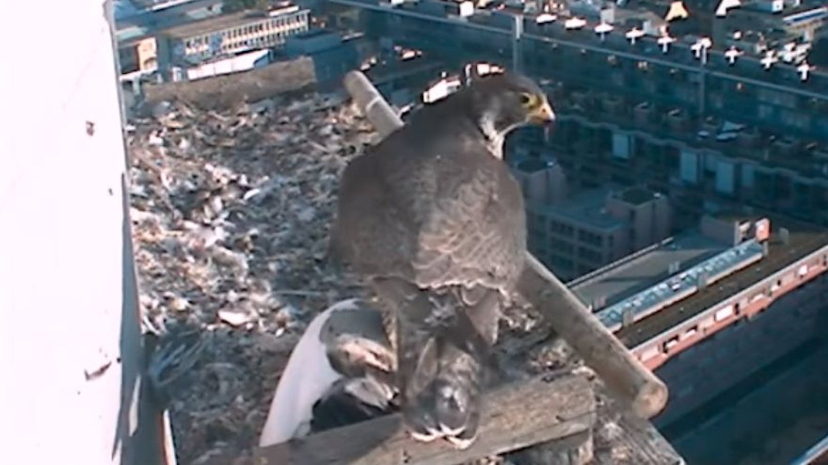 Eine Webcam filmte wie die Falken die vergiftete Taube fraßen